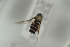  ( - NORSY557)  @11 [ ] CreativeCommons - Attribution Non-Commercial Share-Alike (2015) Arnstein Staverlokk Norwegian Institute of Nature Research