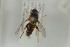  ( - NORSY446)  @11 [ ] CreativeCommons - Attribution Non-Commercial Share-Alike (2015) Arnstein Staverlokk Norwegian Institute of Nature Research