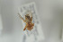  ( - NORSY452)  @11 [ ] CreativeCommons - Attribution Non-Commercial Share-Alike (2015) Arnstein Staverlokk Norwegian Institute of Nature Research