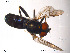  ( - NorSy101)  @12 [ ] CreativeCommons - Attribution Non-Commercial Share-Alike (2012) NTNU Museum of Natural History and Archaeology NTNU Museum of Natural History and Archaeology