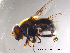  (Eristalis intricaria - NorSy102)  @13 [ ] CreativeCommons - Attribution Non-Commercial Share-Alike (2012) NTNU Museum of Natural History and Archaeology NTNU Museum of Natural History and Archaeology