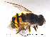  ( - NorSy109)  @13 [ ] CreativeCommons - Attribution Non-Commercial Share-Alike (2012) NTNU Museum of Natural History and Archaeology NTNU Museum of Natural History and Archaeology