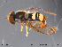  ( - NorSy114)  @13 [ ] CreativeCommons - Attribution Non-Commercial Share-Alike (2012) NTNU Museum of Natural History and Archaeology NTNU Museum of Natural History and Archaeology