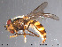  ( - NorSy129)  @13 [ ] CreativeCommons - Attribution Non-Commercial Share-Alike (2012) NTNU Museum of Natural History and Archaeology NTNU Museum of Natural History and Archaeology