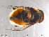  ( - NorSy130)  @12 [ ] CreativeCommons - Attribution Non-Commercial Share-Alike (2012) NTNU Museum of Natural History and Archaeology NTNU Museum of Natural History and Archaeology