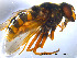  ( - NorSy15)  @12 [ ] CreativeCommons - Attribution Non-Commercial Share-Alike (2012) NTNU Museum of Natural History and Archaeology NTNU Museum of Natural History and Archaeology