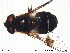  ( - NorSy176)  @13 [ ] CreativeCommons - Attribution Non-Commercial Share-Alike (2012) NTNU Museum of Natural History and Archaeology NTNU Museum of Natural History and Archaeology