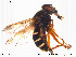  ( - NorSy177)  @13 [ ] CreativeCommons - Attribution Non-Commercial Share-Alike (2012) NTNU Museum of Natural History and Archaeology NTNU Museum of Natural History and Archaeology