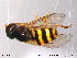  ( - NorSy232)  @13 [ ] CreativeCommons - Attribution Non-Commercial Share-Alike (2012) NTNU Museum of Natural History and Archaeology NTNU Museum of Natural History and Archaeology