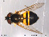  ( - NorSy234)  @14 [ ] CreativeCommons - Attribution Non-Commercial Share-Alike (2012) NTNU Museum of Natural History and Archaeology NTNU Museum of Natural History and Archaeology