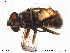  ( - NorSy238)  @12 [ ] CreativeCommons - Attribution Non-Commercial Share-Alike (2012) NTNU Museum of Natural History and Archaeology NTNU Museum of Natural History and Archaeology