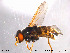  ( - NorSy239)  @12 [ ] CreativeCommons - Attribution Non-Commercial Share-Alike (2012) NTNU Museum of Natural History and Archaeology NTNU Museum of Natural History and Archaeology