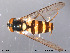  ( - NorSy249)  @13 [ ] CreativeCommons - Attribution Non-Commercial Share-Alike (2012) NTNU Museum of Natural History and Archaeology NTNU Museum of Natural History and Archaeology