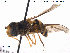  ( - NorSy309)  @13 [ ] CreativeCommons - Attribution Non-Commercial Share-Alike (2012) NTNU Museum of Natural History and Archaeology NTNU Museum of Natural History and Archaeology