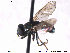  ( - NorSy311)  @13 [ ] CreativeCommons - Attribution Non-Commercial Share-Alike (2012) NTNU Museum of Natural History and Archaeology NTNU Museum of Natural History and Archaeology