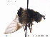  (Eriozona syrphoides - NorSy312)  @11 [ ] CreativeCommons - Attribution Non-Commercial Share-Alike (2012) NTNU Museum of Natural History and Archaeology NTNU Museum of Natural History and Archaeology