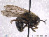  ( - NorSy322)  @13 [ ] CreativeCommons - Attribution Non-Commercial Share-Alike (2012) NTNU Museum of Natural History and Archaeology NTNU Museum of Natural History and Archaeology