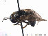  ( - NorSy332)  @13 [ ] CreativeCommons - Attribution Non-Commercial Share-Alike (2012) NTNU Museum of Natural History and Archaeology NTNU Museum of Natural History and Archaeology