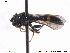  (Neoascia meticulosa - NorSy333)  @14 [ ] CreativeCommons - Attribution Non-Commercial Share-Alike (2012) NTNU Museum of Natural History and Archaeology NTNU Museum of Natural History and Archaeology