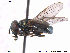 (Orthonevra geniculata - NorSy334)  @14 [ ] CreativeCommons - Attribution Non-Commercial Share-Alike (2012) NTNU Museum of Natural History and Archaeology NTNU Museum of Natural History and Archaeology