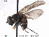  ( - NorSy341)  @13 [ ] CreativeCommons - Attribution Non-Commercial Share-Alike (2012) NTNU Museum of Natural History and Archaeology NTNU Museum of Natural History and Archaeology