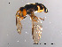  ( - NorSy35)  @13 [ ] CreativeCommons - Attribution Non-Commercial Share-Alike (2012) NTNU Museum of Natural History and Archaeology NTNU Museum of Natural History and Archaeology