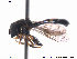  ( - NorSy366)  @13 [ ] CreativeCommons - Attribution Non-Commercial Share-Alike (2012) NTNU Museum of Natural History and Archaeology NTNU Museum of Natural History and Archaeology