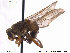  ( - NorSy373)  @13 [ ] CreativeCommons - Attribution Non-Commercial Share-Alike (2012) NTNU Museum of Natural History and Archaeology NTNU Museum of Natural History and Archaeology
