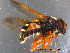  ( - NorSy38)  @13 [ ] CreativeCommons - Attribution Non-Commercial Share-Alike (2012) NTNU Museum of Natural History and Archaeology NTNU Museum of Natural History and Archaeology