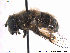  (Eristalis abusiva - NorSy380)  @15 [ ] CreativeCommons - Attribution Non-Commercial Share-Alike (2012) NTNU Museum of Natural History and Archaeology NTNU Museum of Natural History and Archaeology