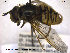  ( - NorSy389)  @11 [ ] CreativeCommons - Attribution Non-Commercial Share-Alike (2012) NTNU Museum of Natural History and Archaeology NTNU Museum of Natural History and Archaeology