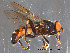  ( - NorSy39)  @13 [ ] CreativeCommons - Attribution Non-Commercial Share-Alike (2012) NTNU Museum of Natural History and Archaeology NTNU Museum of Natural History and Archaeology