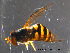  ( - NorSy40)  @13 [ ] CreativeCommons - Attribution Non-Commercial Share-Alike (2012) NTNU Museum of Natural History and Archaeology NTNU Museum of Natural History and Archaeology