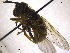  (Callicera aurata - NorSy406)  @11 [ ] CreativeCommons - Attribution Non-Commercial Share-Alike (2012) NTNU Museum of Natural History and Archaeology NTNU Museum of Natural History and Archaeology