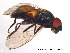  ( - NorSy70)  @13 [ ] CreativeCommons - Attribution Non-Commercial Share-Alike (2012) NTNU Museum of Natural History and Archaeology NTNU Museum of Natural History and Archaeology