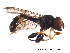  ( - NorSy83)  @13 [ ] CreativeCommons - Attribution Non-Commercial Share-Alike (2012) NTNU Museum of Natural History and Archaeology NTNU Museum of Natural History and Archaeology