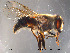  ( - NorSy94)  @14 [ ] CreativeCommons - Attribution Non-Commercial Share-Alike (2012) NTNU Museum of Natural History and Archaeology NTNU Museum of Natural History and Archaeology