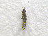  ( - NORTH_103)  @13 [ ] CreativeCommons - Attribution Non-Commercial Share-Alike (2013) Unspecified Bioforsk