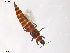  (Haplothrips senecionis - KOS32)  @14 [ ] CreativeCommons - Attribution Non-Commercial Share-Alike (2011) Unspecified Bioforsk