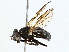  ( - BIOUG98681-A03)  @11 [ ] CreativeCommons - Attribution (2023) CBG Photography Group Centre for Biodiversity Genomics