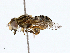  ( - BIOUG98682-A09)  @11 [ ] CreativeCommons - Attribution (2023) CBG Photography Group Centre for Biodiversity Genomics