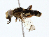  ( - BIOUG98682-E09)  @11 [ ] CreativeCommons - Attribution (2023) CBG Photography Group Centre for Biodiversity Genomics