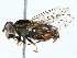 ( - BIOUG98684-A08)  @11 [ ] CreativeCommons - Attribution (2023) CBG Photography Group Centre for Biodiversity Genomics