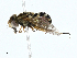  ( - BIOUG99493-D04)  @11 [ ] CreativeCommons - Attribution (2023) CBG Photography Group Centre for Biodiversity Genomics