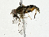  ( - CBG-A00400-B01)  @11 [ ] CreativeCommons - Attribution (2023) CBG Photography Group Centre for Biodiversity Genomics