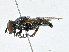  ( - CBG-A01187-G02)  @11 [ ] CreativeCommons - Attribution (2023) CBG Photography Group Centre for Biodiversity Genomics