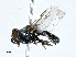  ( - CBG-A01188-B08)  @11 [ ] CreativeCommons - Attribution (2023) CBG Photography Group Centre for Biodiversity Genomics