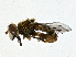  ( - CBG-A01188-C01)  @11 [ ] CreativeCommons - Attribution (2023) CBG Photography Group Centre for Biodiversity Genomics