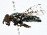  ( - CBG-A01191-B02)  @11 [ ] CreativeCommons - Attribution (2023) CBG Photography Group Centre for Biodiversity Genomics