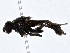  ( - CBG-A01238-A08)  @11 [ ] CreativeCommons - Attribution (2023) CBG Photography Group Centre for Biodiversity Genomics